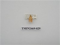 藏品(梯紋豔苔蛾)的圖片